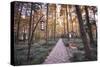 Forest Path with Bench and Lanterns in a West Lake Park, Hangzhou, Zhejiang, China, Asia-Andreas Brandl-Stretched Canvas