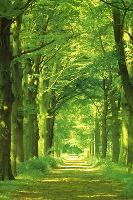 Forest Path-Hein Van Den Heuvel-Lamina Framed Poster