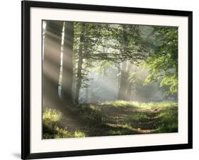 Forest Path-null-Framed Art Print