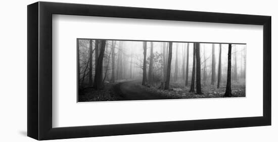 Forest Path-Erin Clark-Framed Art Print