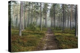 Forest Path-Andreas Stridsberg-Stretched Canvas