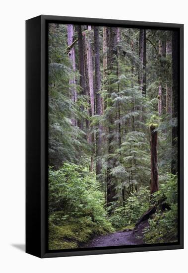 Forest Path-J.D. Mcfarlan-Framed Stretched Canvas