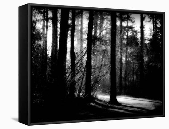 Forest Path-Sharon Wish-Framed Stretched Canvas