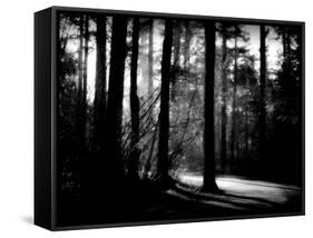 Forest Path-Sharon Wish-Framed Stretched Canvas