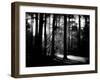 Forest Path-Sharon Wish-Framed Photographic Print