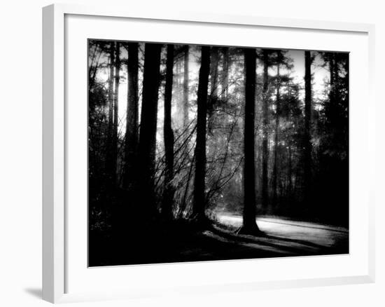 Forest Path-Sharon Wish-Framed Photographic Print