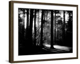 Forest Path-Sharon Wish-Framed Photographic Print