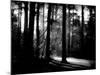Forest Path-Sharon Wish-Mounted Photographic Print