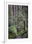 Forest Path-J.D. Mcfarlan-Framed Photographic Print