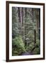 Forest Path-J.D. Mcfarlan-Framed Photographic Print