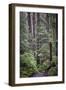 Forest Path-J.D. Mcfarlan-Framed Photographic Print