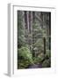 Forest Path-J.D. Mcfarlan-Framed Photographic Print