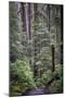 Forest Path-J.D. Mcfarlan-Mounted Photographic Print