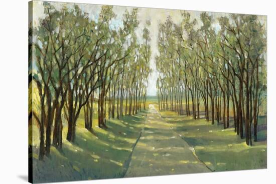 Forest Path-Tim OToole-Stretched Canvas