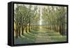 Forest Path-Tim OToole-Framed Stretched Canvas