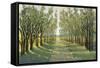 Forest Path-Tim OToole-Framed Stretched Canvas