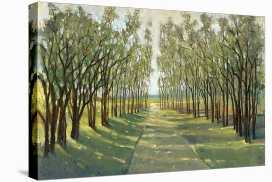 Forest Path-Tim OToole-Stretched Canvas
