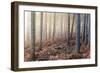 Forest Peace-David Baker-Framed Photographic Print