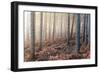 Forest Peace-David Baker-Framed Photographic Print