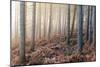 Forest Peace-David Baker-Mounted Photographic Print