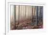 Forest Peace-David Baker-Framed Photographic Print