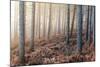 Forest Peace-David Baker-Mounted Photographic Print