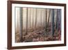 Forest Peace-David Baker-Framed Photographic Print