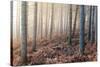 Forest Peace-David Baker-Stretched Canvas