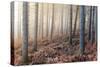 Forest Peace-David Baker-Stretched Canvas