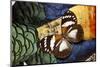 Forest Queen Butterfly on Lady Amherst Pheasant Feather Design-Darrell Gulin-Mounted Photographic Print