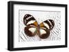 Forest Queen Butterfly on Silver Pheasant Feather Pattern-Darrell Gulin-Framed Photographic Print