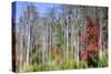 Forest Reflections I-Kathy Mahan-Stretched Canvas