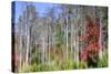 Forest Reflections I-Kathy Mahan-Stretched Canvas