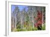 Forest Reflections I-Kathy Mahan-Framed Photographic Print