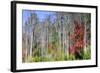 Forest Reflections I-Kathy Mahan-Framed Photographic Print