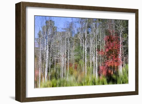 Forest Reflections I-Kathy Mahan-Framed Photographic Print