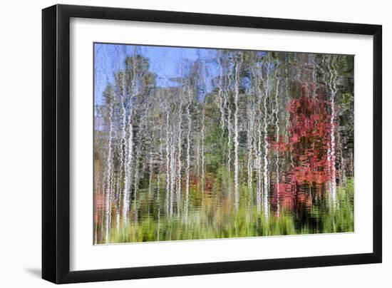 Forest Reflections I-Kathy Mahan-Framed Photographic Print