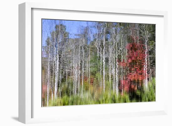 Forest Reflections I-Kathy Mahan-Framed Photographic Print