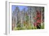 Forest Reflections I-Kathy Mahan-Framed Photographic Print