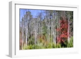 Forest Reflections I-Kathy Mahan-Framed Photographic Print