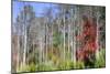 Forest Reflections I-Kathy Mahan-Mounted Photographic Print