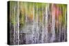 Forest Reflections II-Kathy Mahan-Stretched Canvas