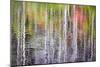 Forest Reflections II-Kathy Mahan-Mounted Photographic Print