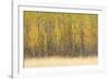 Forest Rhythm-Lee Frost-Framed Giclee Print