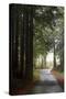 Forest Road-Lance Kuehne-Stretched Canvas