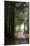 Forest Road-Lance Kuehne-Mounted Photographic Print