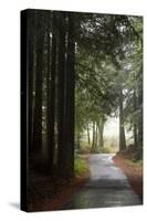 Forest Road-Lance Kuehne-Stretched Canvas