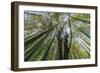 Forest Rooftops-Nhiem Hoang The-Framed Giclee Print