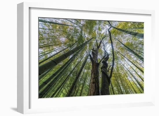 Forest Rooftops-Nhiem Hoang The-Framed Giclee Print