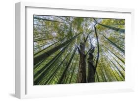 Forest Rooftops-Nhiem Hoang The-Framed Giclee Print
